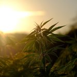 Scoprire i possibili benefici e rischi del cannabidiolo (CBD)