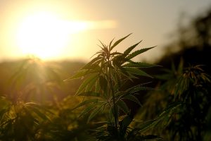 Scoprire i possibili benefici e rischi del cannabidiolo (CBD)